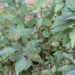 Balsam Pappel zur Gewinnung von Balsam-Pappel-Öl (Populus balsamifera)