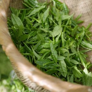 Blätter von grünem Tee zur Herstellung von Tee grün Resinoid 50% (Alkoholverdünnung)