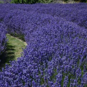 Lavendelfeld zur Gewinnung von Lavendelwasser bio (Lavendelhydrolat)