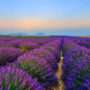 Lavendelfeld in Frankreich zur Gewinnung von Lavendelöl fein bio (Frankreich)
