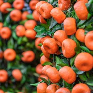 Strauch voller roter Mandarinen zur Gewinnung von Mandarine rot bio (ätherisches Öl)