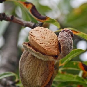 Mandelfrucht am Baum zur Gewinnung von Mandelöl süß nativ bio