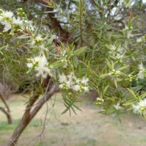 Melaleuca Ericifolia zur Gewinnung von Rosalinaöl (Melaleuca Ericifolia) ätherisches Öl