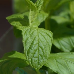 Mentha-viridis-green-mint zur Gewinnung von Minze grün bio (ätherische Öl)