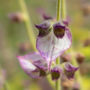 Muskatellersalbei Blüte zur Gewinnung von Muskatellersalbei bio (Salvia sclarea) ätherisches Öl