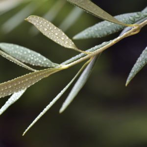 Olivenblätter am Zweig zur Gewinnung von Olivenblätter absolue 100%