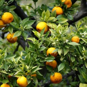 Orangen und Orangenblüten zur Gewinnung von Orangenblütenwasser bio (Orangenblütenhydrolat)