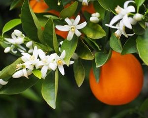 Orangenblüte - Citrus auranticum zur Gewinnung von Orangenblüte absolue 50% (Alkoholverdünnung)