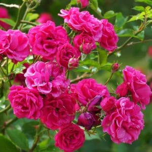 Rosa Centifolia Mai Rose zur Gewinnung von Mairose absolue (Jojobaöl-Verdünnung) 10%