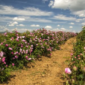 Mairosenfeld zur Gewinnung von Rosenwasser Marokko bio (Rosenhydrolat)