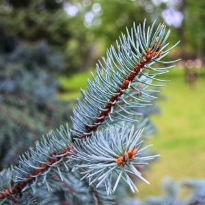 Stechfichtenzweig (Fichte blau) Idaho blue Spruce zur Gewinnung von Stech-Fichte (ätherisches Öl)
