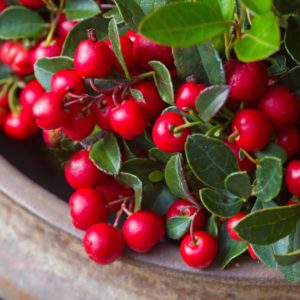 Wintergreen with berrys zur Gewinnung von Wintergrün bio Wintergreen Oil (Gaultheria fragrantissima)