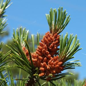 Pinus sylvestris zur Gewinnung von Kiefernöl (Pinus sylvestris)