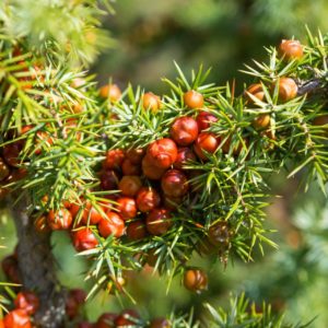 Zedernwacholder zur Gewinnung von Zedern-Wacholder bio - Juniperus oxycedrus (ätherisches Öl)