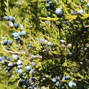 Zeder rot zur Gewinnung von Zedernholz Virginia - juniperus virginiana (ätherisches Öl)