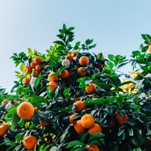 Clementinen am Baum zur Gewinnung von Petit Grain Clementine bio