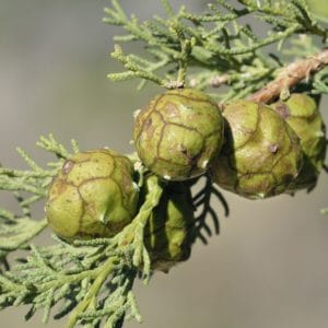 Cuprus sempervirens zur Gewinnung von Zypresse grün Holz bio