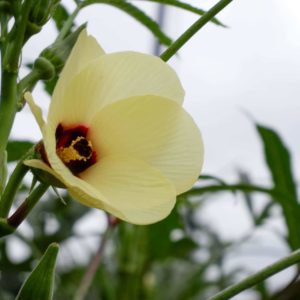 Hibiscus abelmoschus L. zur Herstellung von Moschuskörner absolue 20% (Alkoholverdünnung)