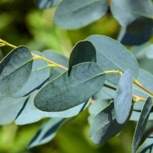 Eukalyptus - Blätter zur Gewinnung von Eukalyptus-Öl dives piperitone bio