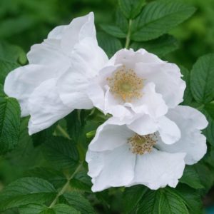 3 weiße Blüten - Rosa alba zur Gewinnung von Rosenöl weiß bio (Rosa alba)100%
