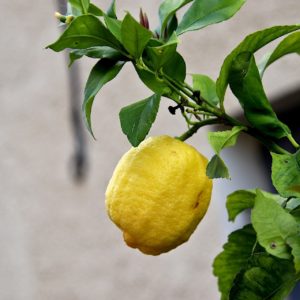 Aus den Blättern des Zitronenbaumes wird Petit Grain Zitrone (ätherisches Öl) gewonnen.