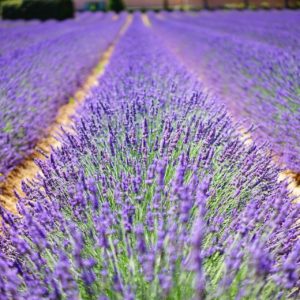 Lavendel hybrida zur Gewinnung von Lavandin super bio (ätherisches Öl)