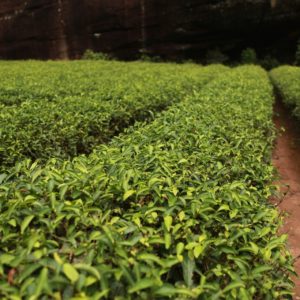 Teebaum Garten zur Gewinnung von Zitronenduft Teebaum bio (ätherisches Öl)