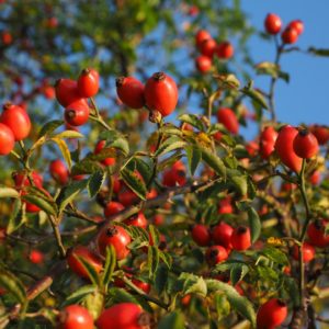 Wildrose-Hagebuttenfrüchte zur Gewinnung von Wildrosenöl nativ bio (Hagebuttenöl bio)
