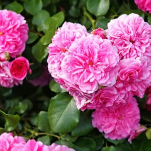 Rose de Mai - centifolia roses zur Gewinnung von Mairose absolue 100% (ätherisches Öl)
