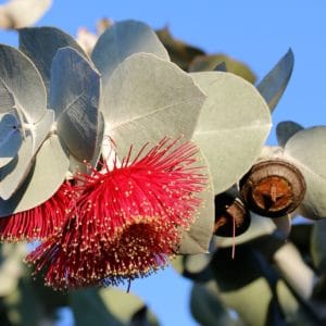 blühender_eucalyptus zur Gewinnung von Eukalyptusöl dives ct. cineol