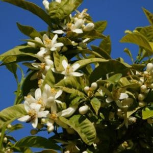 Blüten von citrus aurantium zur Herstellung von Neroli Öl bio 50% (Jojobaöl Verdünnung)