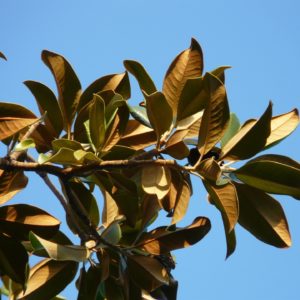 Magnolienbaumblätter zur Gewinnung von Magnolienblätter (ätherisches Öl)