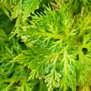 Japanese Hinoki leaf zur Gewinnung Hinoki Blätter (ätherisches Öl)