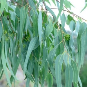 Eucalyptusöl cneorifolia zur Gewinnung von Eukalyptus cneorifolia (Kangaroo Island Eucalyptus)