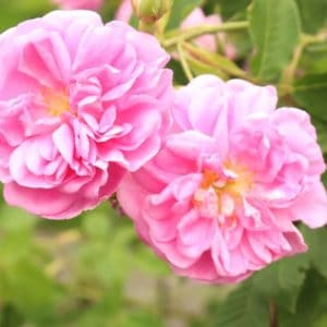 Rosa Damascena Blüten zur Gewinnung von Rosenöl absolue (Ägypten) 100%